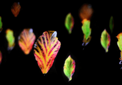 Image from the Light Night Leeds website